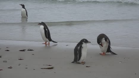 Falklands-Gentoo-Penguins-Walk-On-Sandy-Beach