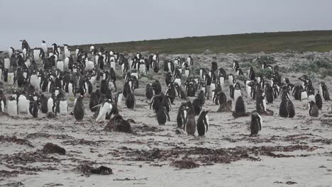 Malvinas-Gran-Bandada-De-Pingüinos-Gentoo
