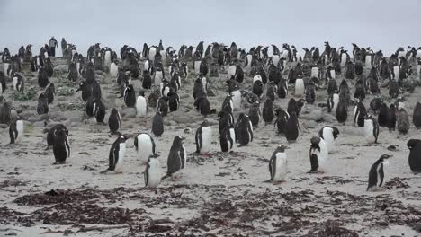 Falkland-Pinguine-Gruppieren-Sich-Auf-Einem-Sandhügel