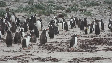 Pingüinos-De-Las-Malvinas-En-La-Arena