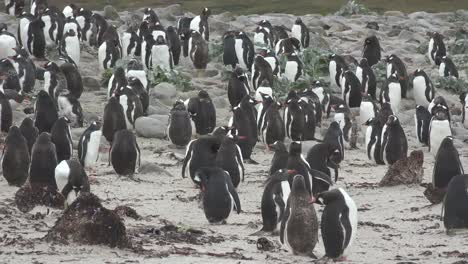 Falklands-Zooms-In-On-Gentoo-Penguins