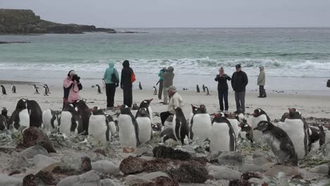 Falklands-Zoomt-Auf-Touristen-Und-Pinguine