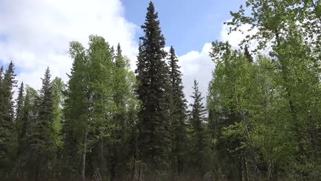 Alaska-Black-Spruce-And-Moving-Clouds-Time-Lapse