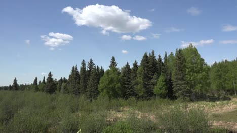 Nube-De-Alaska-En-El-Cielo-Azul-Sobre-El-Bosque