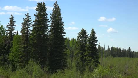 Alaska-Nadelbäume-In-Einem-Waldrand