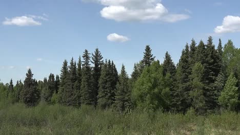 Alaska-Wald-Und-Blauer-Himmel-Pan