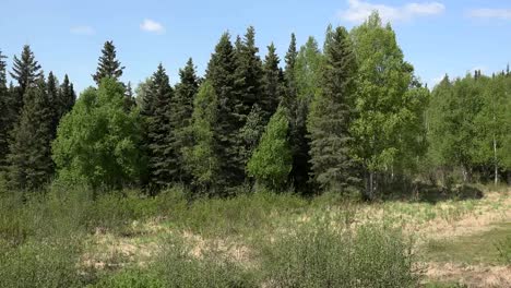 Alaska-Mixed-Forest-Zooms-In