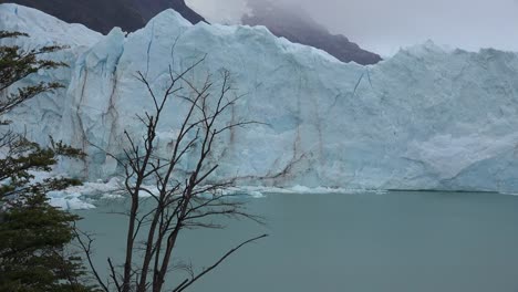 Argentina-Glacier-And-Dead-Tree