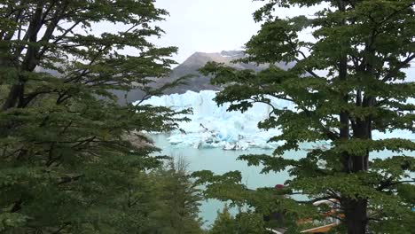 Argentina-Zooms-To-Glacier-Through-Beech-Leaves
