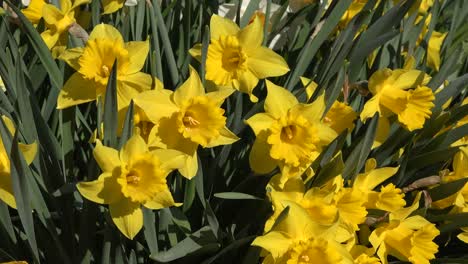 Narcisos-Flores