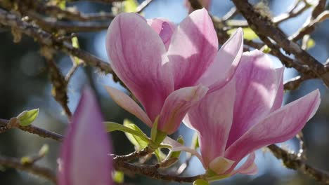 Flowers-Pink-Magnolia-On-Tree-Pan