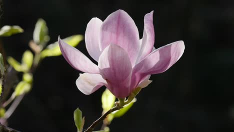 Blumen-Rosa-Magnolie-Mit-Dunklem-Hintergrund