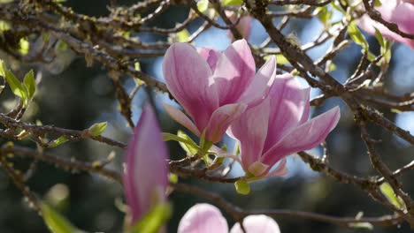 Blumen-Rosa-Magnolien-Im-Grünen