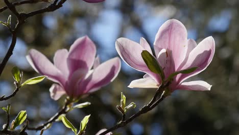 Blüht-Rosa-Magnolien-Im-Frühling