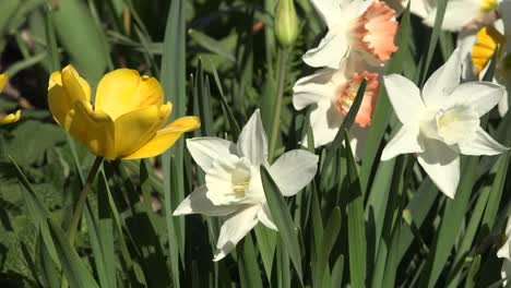 Blumen-Tulpen-Und-Weiße-Narzissen