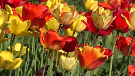 Flowers-Yellow-And-Red-Tulips-Pan