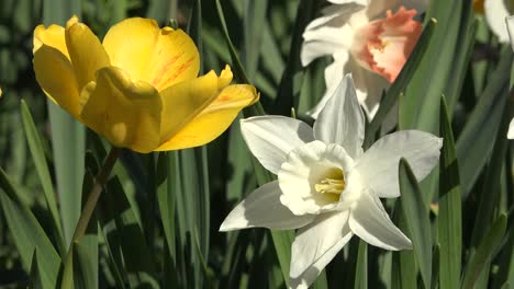 Blumen-Gelbe-Tulpe-Und-Weiße-Narzisse