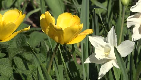 Flowers-Zoom-To-White-Daffodil