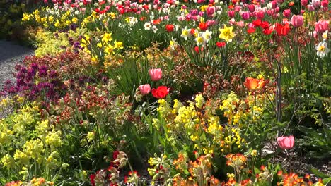 Las-flores-se-acercan-a-los-tulipanes