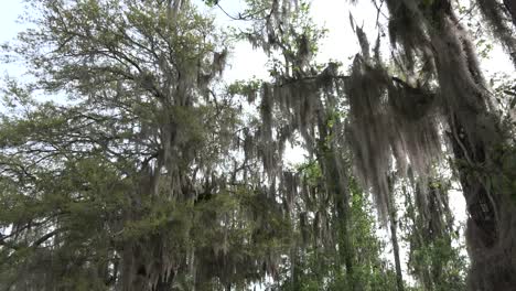 Georgia-Okefenokee-Spanish-Moss