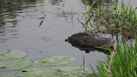 Georgia-Okefenokee-Alligator-Head-At-Rest
