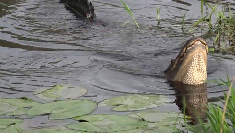 Georgia-Okefenokee-Alligatorkopf-Mit-Sound