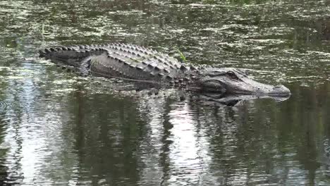 Georgia-Okefenokee-Alligator-Lauert-In-Schaumigem-Wasser