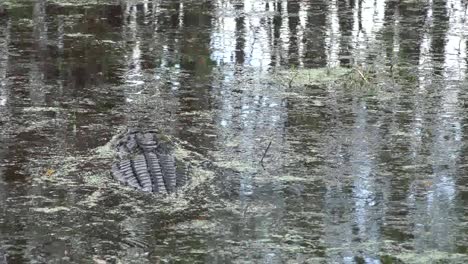 Georgia-Okefenokee-Alligator-Swims-In-Scummy-Water