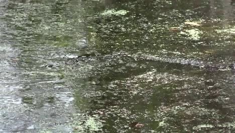 Georgia-Okefenokee-Alligator-Swims-Past-In-Scummy-Water