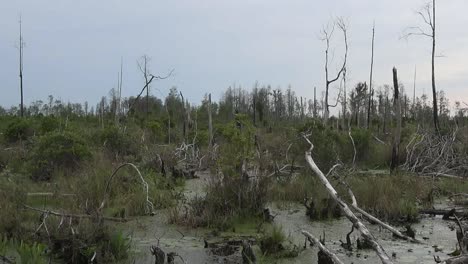 Georgia-Okefenokee-über-Sumpfpfanne-Geschnitten