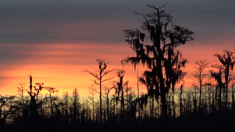 Georgia-Okefenokee-Dunkle-Bäume-Gegen-Himmelspfanne