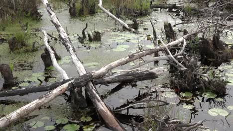 Georgia-Okefenokee-Dead-Branches-In-Swamp-Water