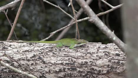 Georgia-Okefenokee-Green-Lizard-Leaps-To-Branch