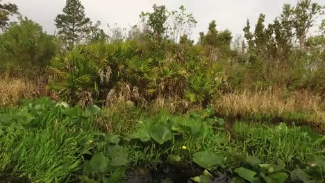 Georgia-Okefenokee-Lily-Pads-Going-By
