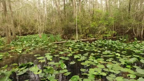 Georgia-Okefenokee-Lily-Pads-In-Swamp-Water