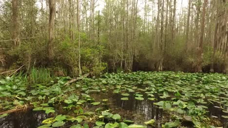 Georgia-Okefenokee-Lily-Pads-On-Water