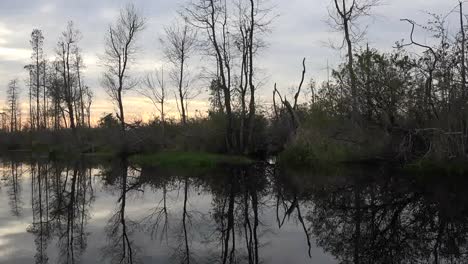 Georgia-Okefenokee-Moving-Past-Trees