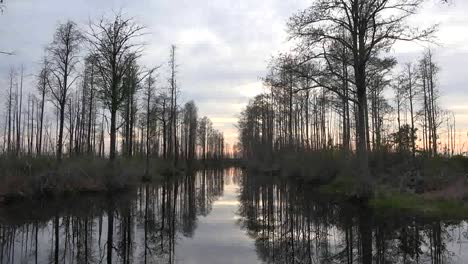 Georgia-Okefenokee-Moving-Through-Line-Of-Trees