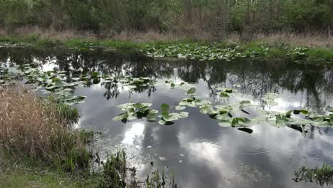 Georgia-Okefenokee-Pond-With-Water-Lilies