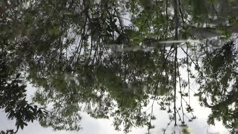 Georgia-Okefenokee-Reflections-In-Swamp-Water