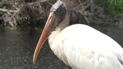 Georgia-Okefenokee-Stork-Head-Close-Up