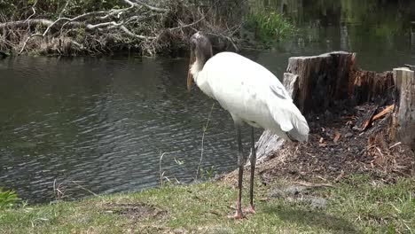 Georgia-Okefenokee-Stork-Stands-By-Water