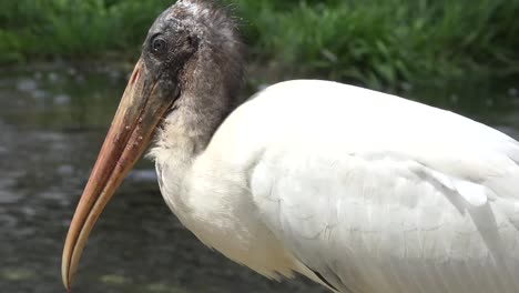 Georgia-Okefenokee-Stork-Con-Pico-De-Cerca-Acercar