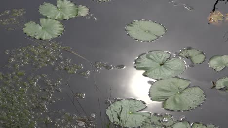 Georgia-Okefenokee-Sun-On-Water-With-Lily-Pads