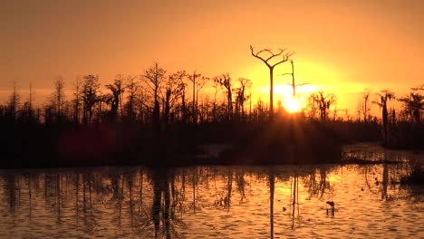 Georgia-Okefenokee-Sun-Sinking-Beyond-Cypress-Trees