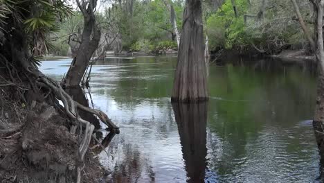 Bandeja-De-Agua-Pantanosa-Georgia-Okefenokee