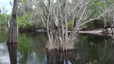 Georgia-Okefenokee-Trees-And-Water-Zoom