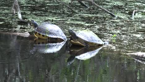 Georgia-Okefenokee-Turtles-Sit-On-Log-In-Murky-Water-Zoom-In