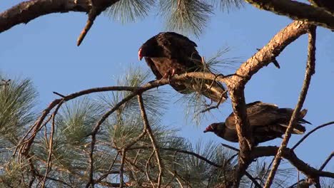 Georgia-Okefenokee-Vultures-Lurk-In-Pine-Tree-Zoom-In