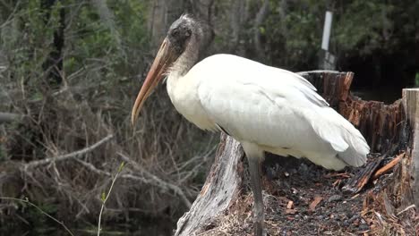 Georgia-Okefenokee-Weißstorch-Vergrößern